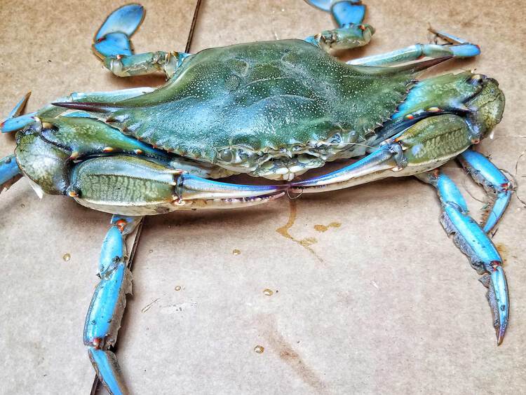 Maryland Blue Crab Season