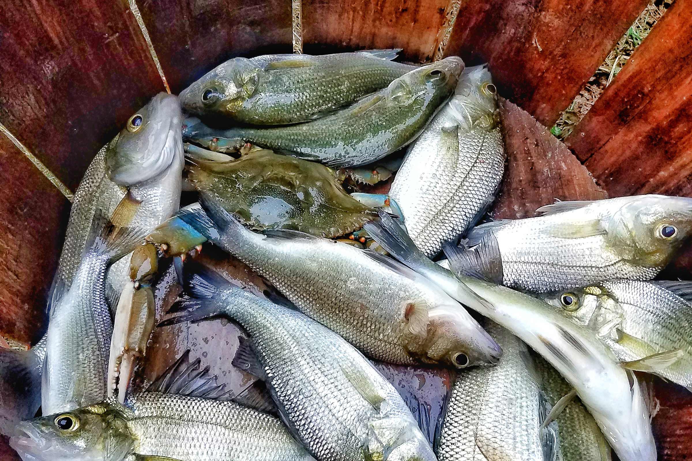 White Perch fish and a Maryland blue crab in wooden basket