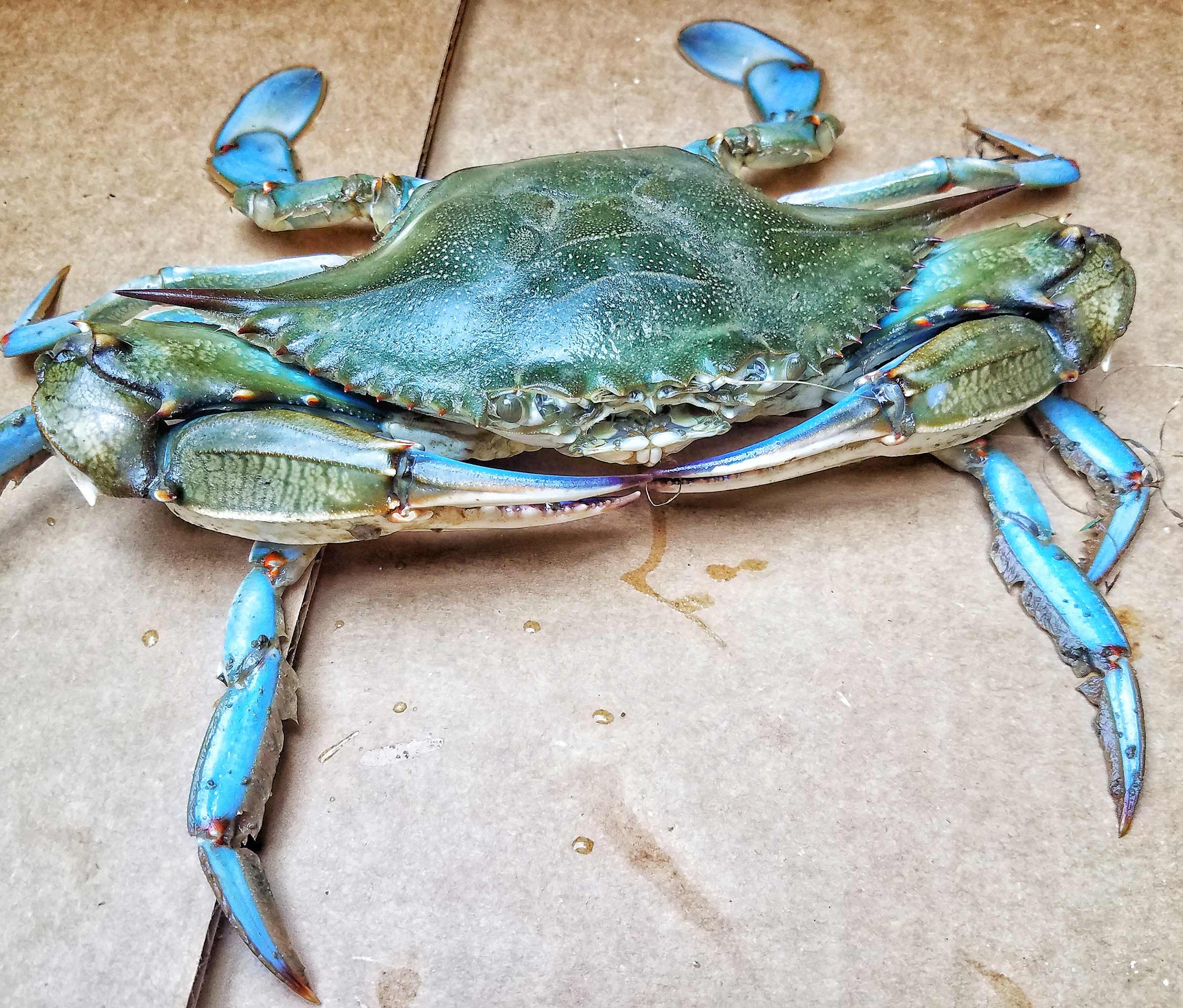 Large Maryland blue crab