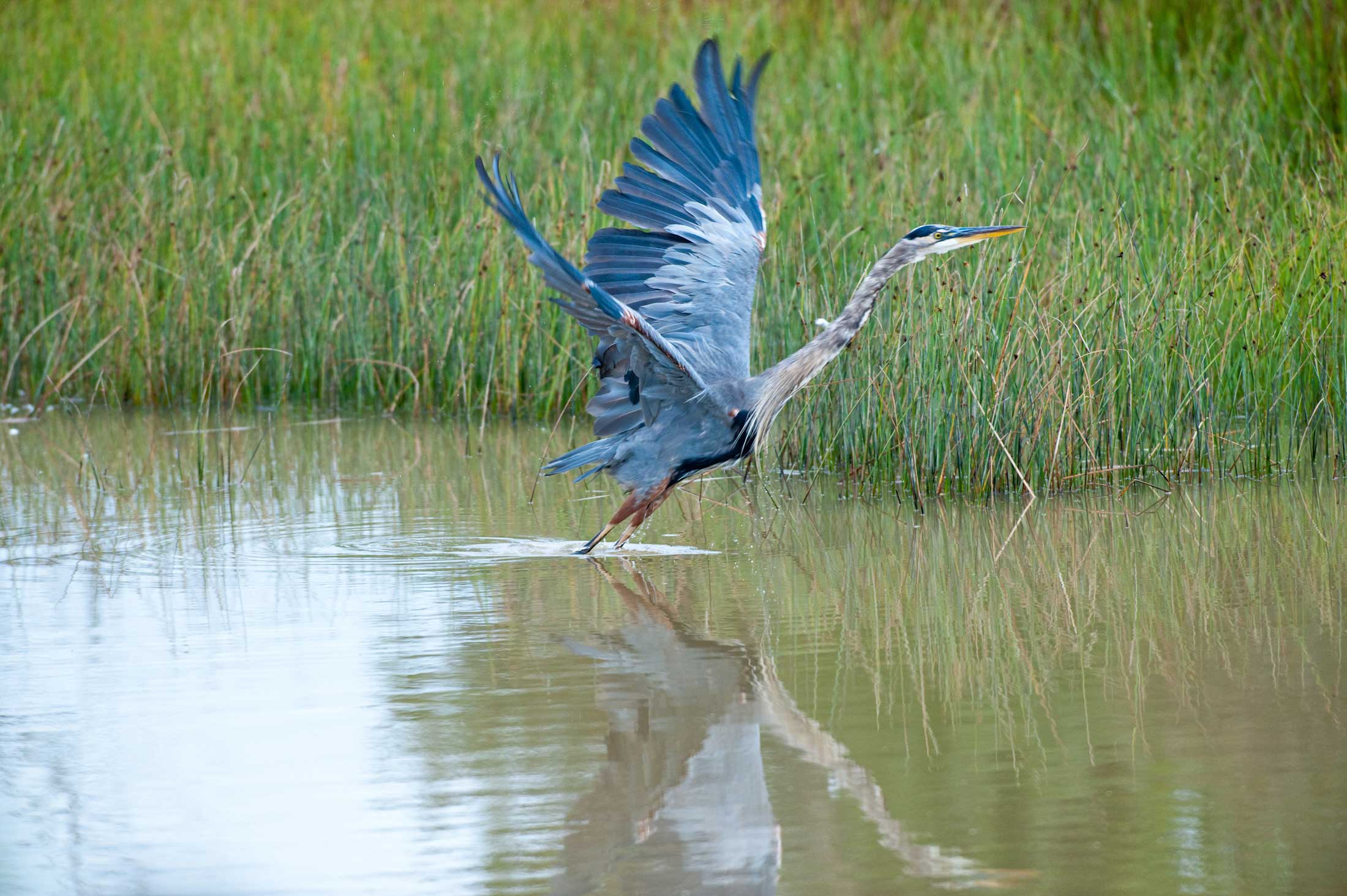 A blue heron starts to fly over a marsh